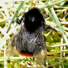 Attēlu rezultāti vaicājumam “Bombus lapidarius”