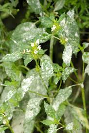 Attēlu rezultāti vaicājumam “Erysiphe galeopsidis”