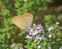 Attēlu rezultāti vaicājumam “Satyrium ilicis underside”