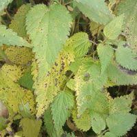 Attēlu rezultāti vaicājumam “Mycosphaerella millegrana”