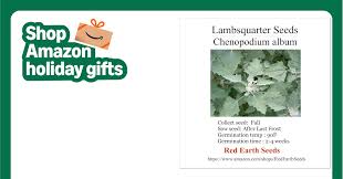 Image result for Chenopodium album