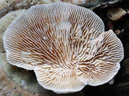 Attēlu rezultāti vaicājumam “Lenzites betulina”