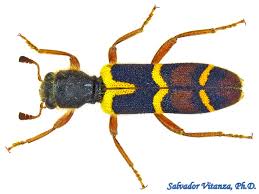 Attēlu rezultāti vaicājumam “Cleridae”