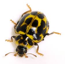 Attēlu rezultāti vaicājumam “Psyllobora vigintiduopunctata”