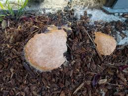 Attēlu rezultāti vaicājumam “Fuligo septica cf. septica”