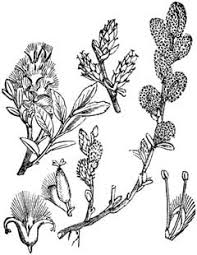 Attēlu rezultāti vaicājumam “Salix repens subsp. rosmarinifolia flower”