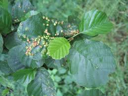 Attēlu rezultāti vaicājumam “Eriophyes laevis”