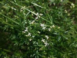 Attēlu rezultāti vaicājumam “Galium album flower”
