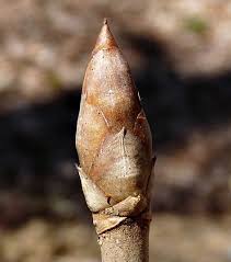 Attēlu rezultāti vaicājumam “Aesculus x hybrida bud”
