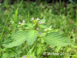 Attēlu rezultāti vaicājumam “Galeopsis tetrahit”