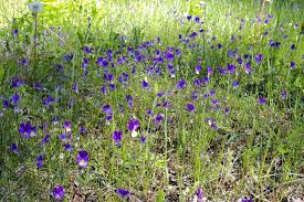 Attēlu rezultāti vaicājumam “Viola uliginosa”