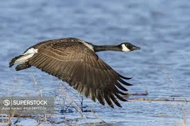 Attēlu rezultāti vaicājumam “Branta canadensis adult”