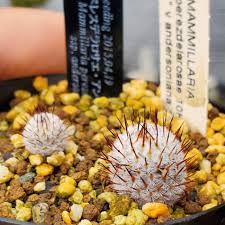 「ソニア・パレス」の画像検索結果