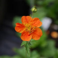 Attēlu rezultāti vaicājumam “Waldsteinia geoides flower”