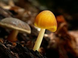 Attēlu rezultāti vaicājumam “Pluteus leoninus”