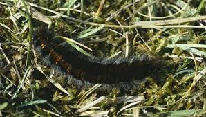 Attēlu rezultāti vaicājumam “Macrothylacia rubi larva”