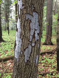 Attēlu rezultāti vaicājumam “Biscogniauxia marginata”