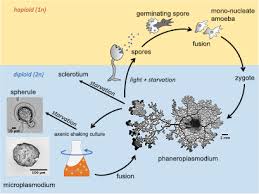 Attēlu rezultāti vaicājumam “Physarum auriscalpium spores”