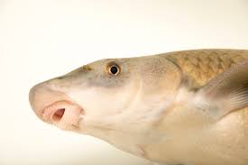 Image result for Cycleptus elongatus