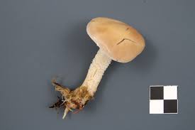 Attēlu rezultāti vaicājumam “Stropharia hornemannii”