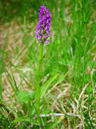 Attēlu rezultāti vaicājumam “Dactylorhiza cruenta”