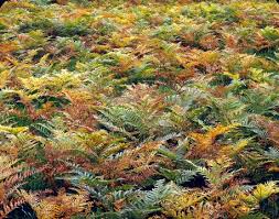 Attēlu rezultāti vaicājumam “Pteropsida”