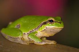 Attēlu rezultāti vaicājumam “Hyla arborea adult”