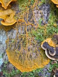 Attēlu rezultāti vaicājumam “Didymium spongiosum”