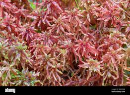 Attēlu rezultāti vaicājumam “Sphagnum russowii”