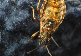 Attēlu rezultāti vaicājumam “Nithecus jacobaeae”