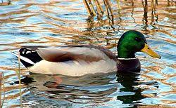 Attēlu rezultāti vaicājumam “Anseriformes”