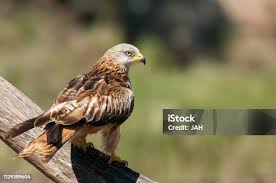 Image result for Milvus milvus