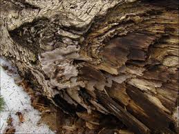 Attēlu rezultāti vaicājumam “Phellinus laevigatus”