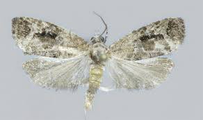 Attēlu rezultāti vaicājumam “Eudemis porphyrana”