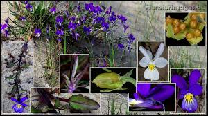 Attēlu rezultāti vaicājumam “Viola tricolor subsp. curtisii”