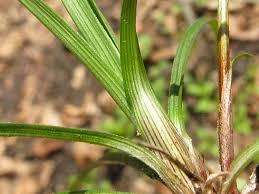 Attēlu rezultāti vaicājumam “Carex ornithopoda leaf”