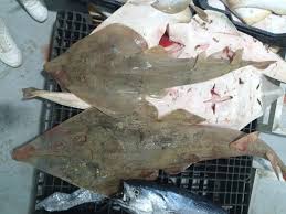 Image result for Glaucostegus cemiculus