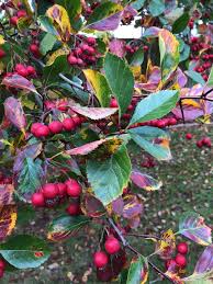 Attēlu rezultāti vaicājumam “Crataegus persimilis leaf”