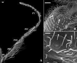 Attēlu rezultāti vaicājumam “Trichia longipalpis”