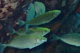 Image result for Siganus rivulatus