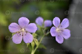 Attēlu rezultāti vaicājumam “Geranium pratense”