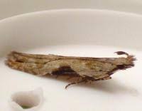 Attēlu rezultāti vaicājumam “Hypatima rhomboidella”