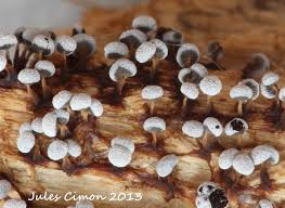 Attēlu rezultāti vaicājumam “Physarum xanthinum sessile”