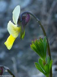 Attēlu rezultāti vaicājumam “Viola tricolor subsp. matutina”