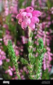 Attēlu rezultāti vaicājumam “Erica tetralix leaf”