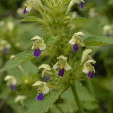 Attēlu rezultāti vaicājumam “Galeopsis speciosa leaf”