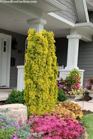 Attēlu rezultāti vaicājumam “Taxus baccata male flower”