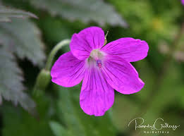 Attēlu rezultāti vaicājumam “Geranium palustre”