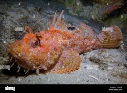 Image result for Scorpaena scrofa