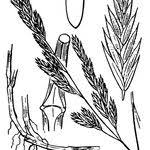 Attēlu rezultāti vaicājumam “Festuca arenaria”